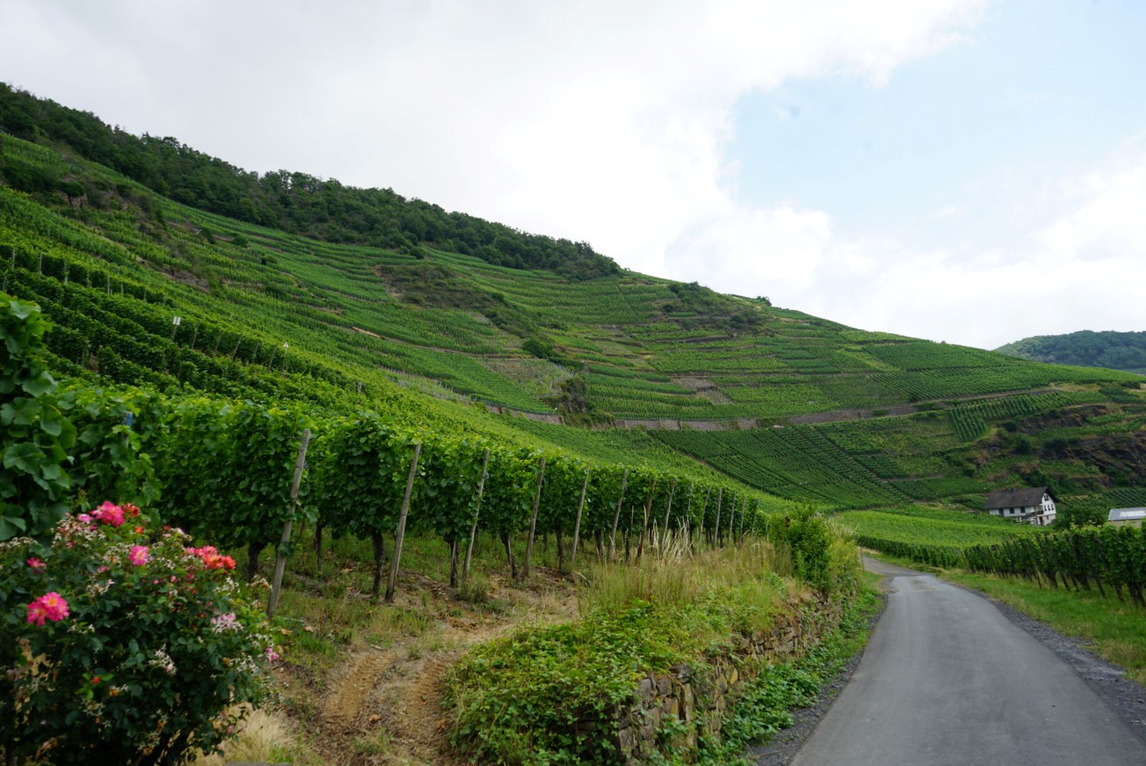 Vinmarker ved Deutzerhof